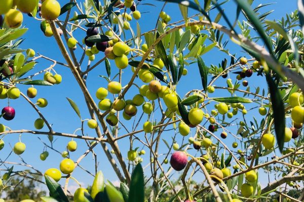 Arbequina colheita 2026